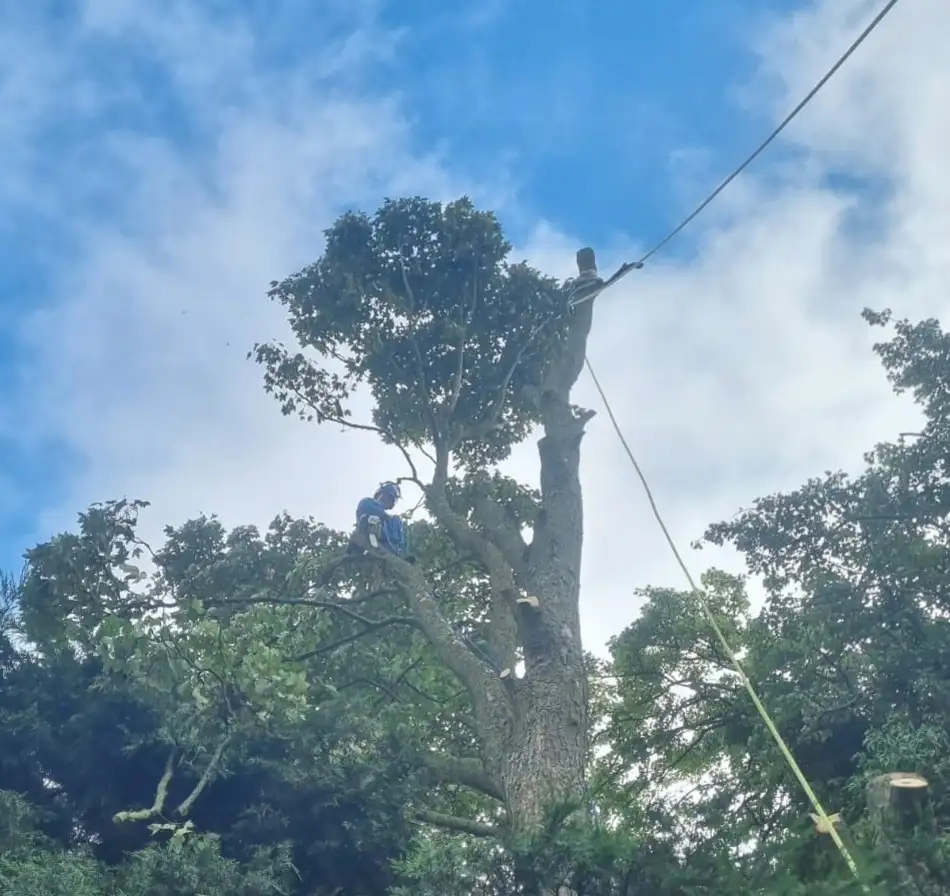 Removing a large tree