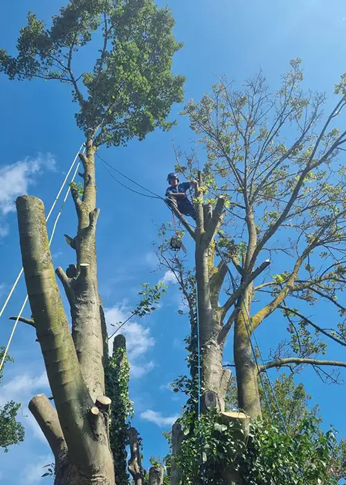Emergency tree work