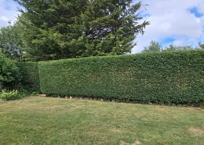 Professional hedge trimming and maintenance