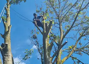 Tree pruning, reduction and removal