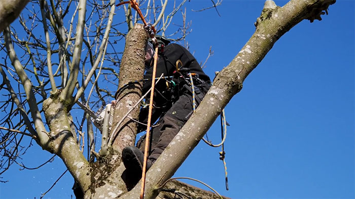 Pruning a tree
