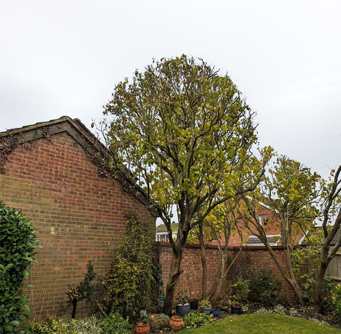 A pruned tree