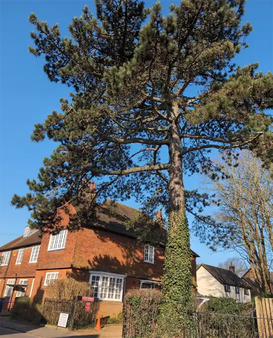 Storm damaged Tree