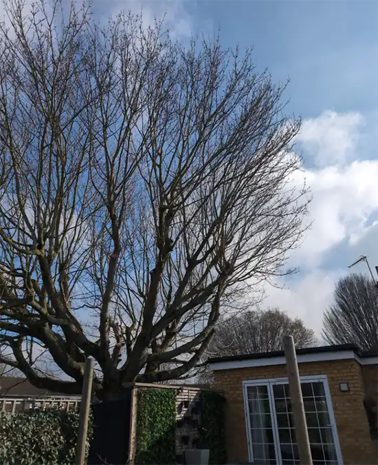 Large tree very close to building