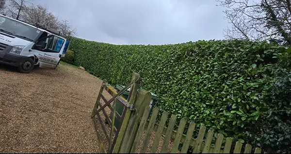 A trimmed hedge