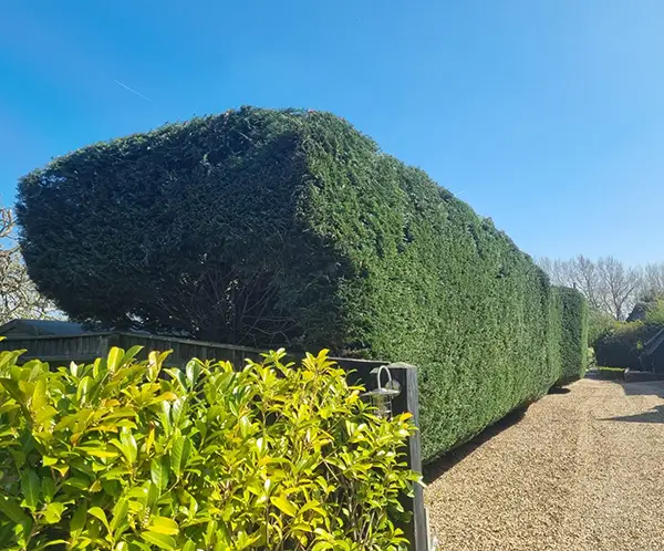 A trimmed hedge