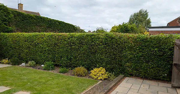 A trimmed hedge
