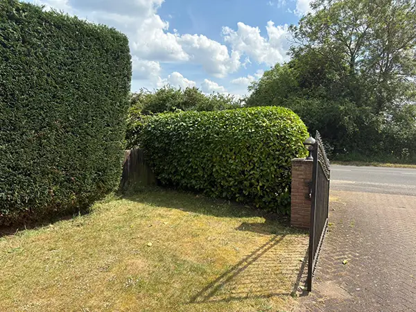 A trimmed hedge