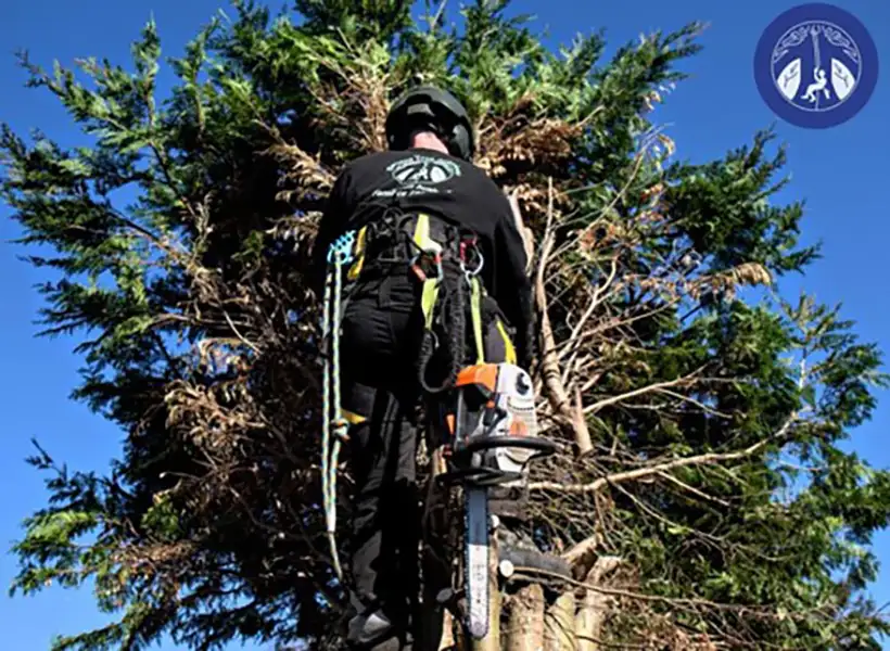 Tree removal
