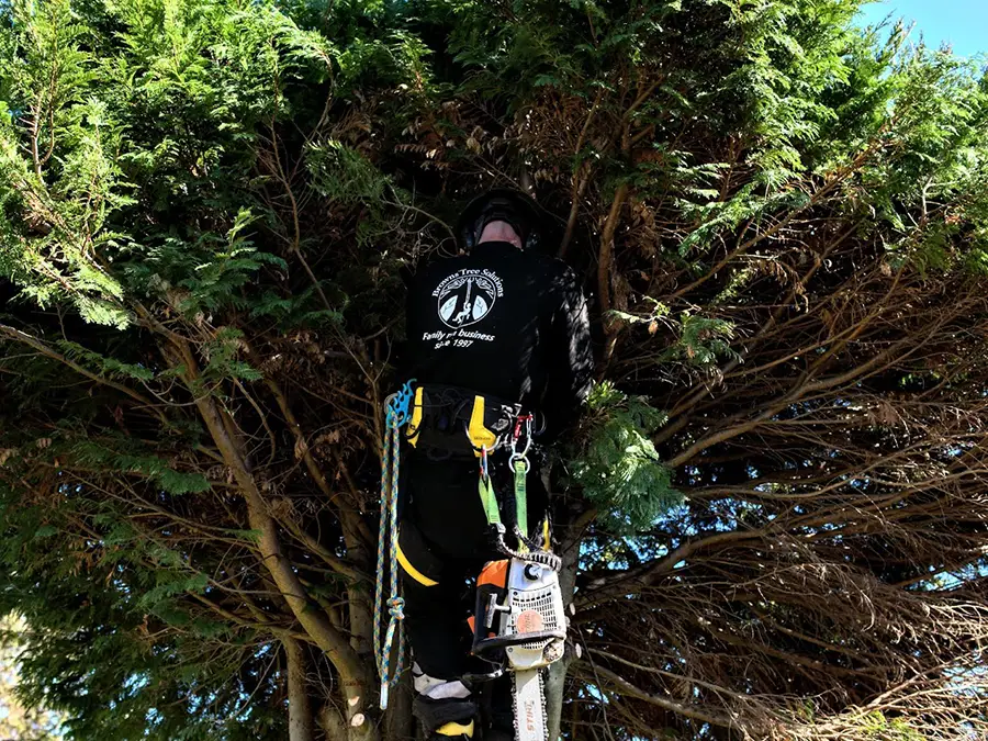 Brandon climbing a tree