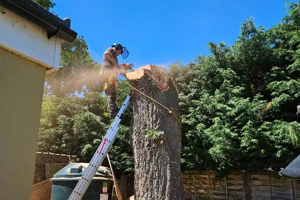 Professional tree removal