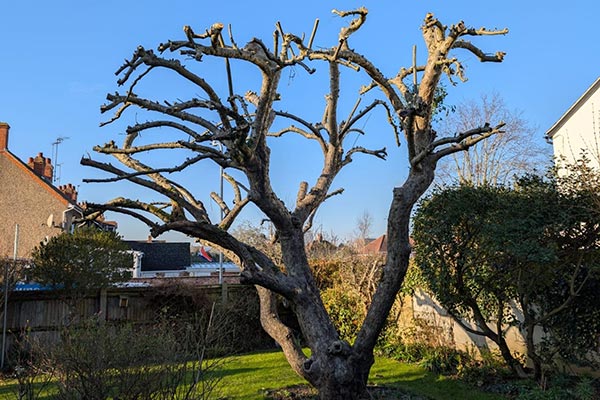 Veteran Tree Care